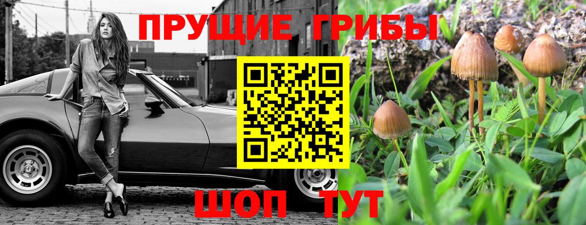 где можно купить наркотик  Псилоцибиновые грибы MAGIC MUSHROOMS  Вход с VPN  Владикавказ 
